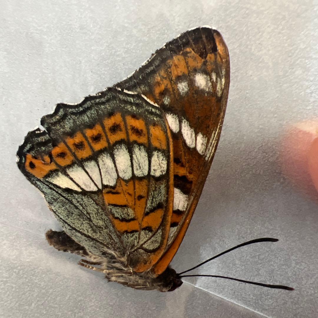 オオイチモンジ　モンゴル産　10頭セット