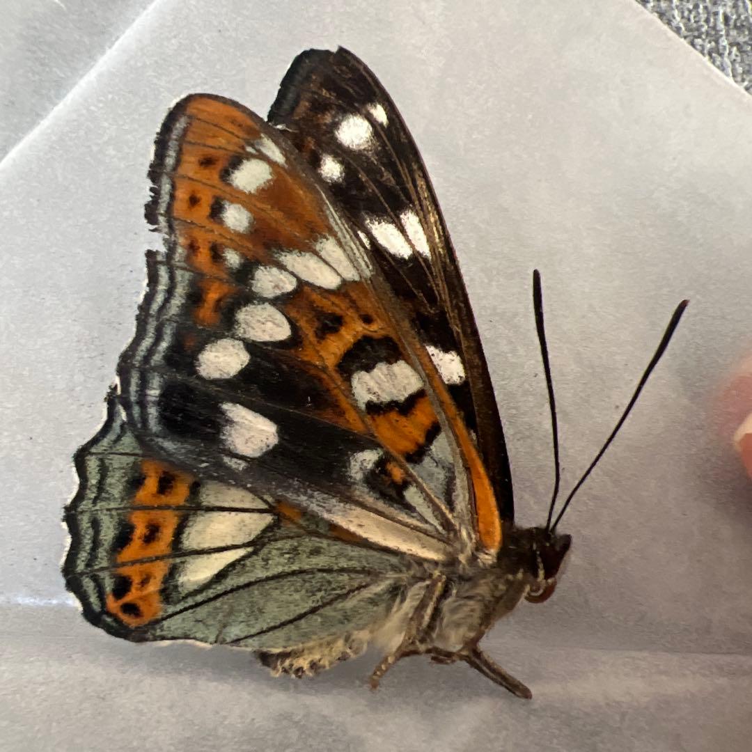 オオイチモンジ　モンゴル産　10頭セット