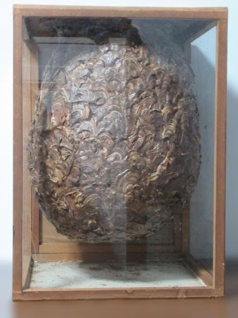 【天然】スズメバチの巣の標本（特注ガラスケース入り）採取地：日本国内