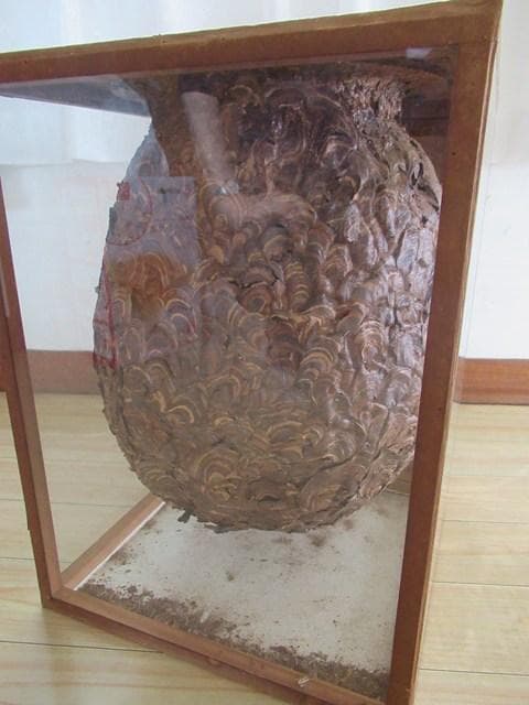 【天然】スズメバチの巣の標本（特注ガラスケース入り）採取地：日本国内