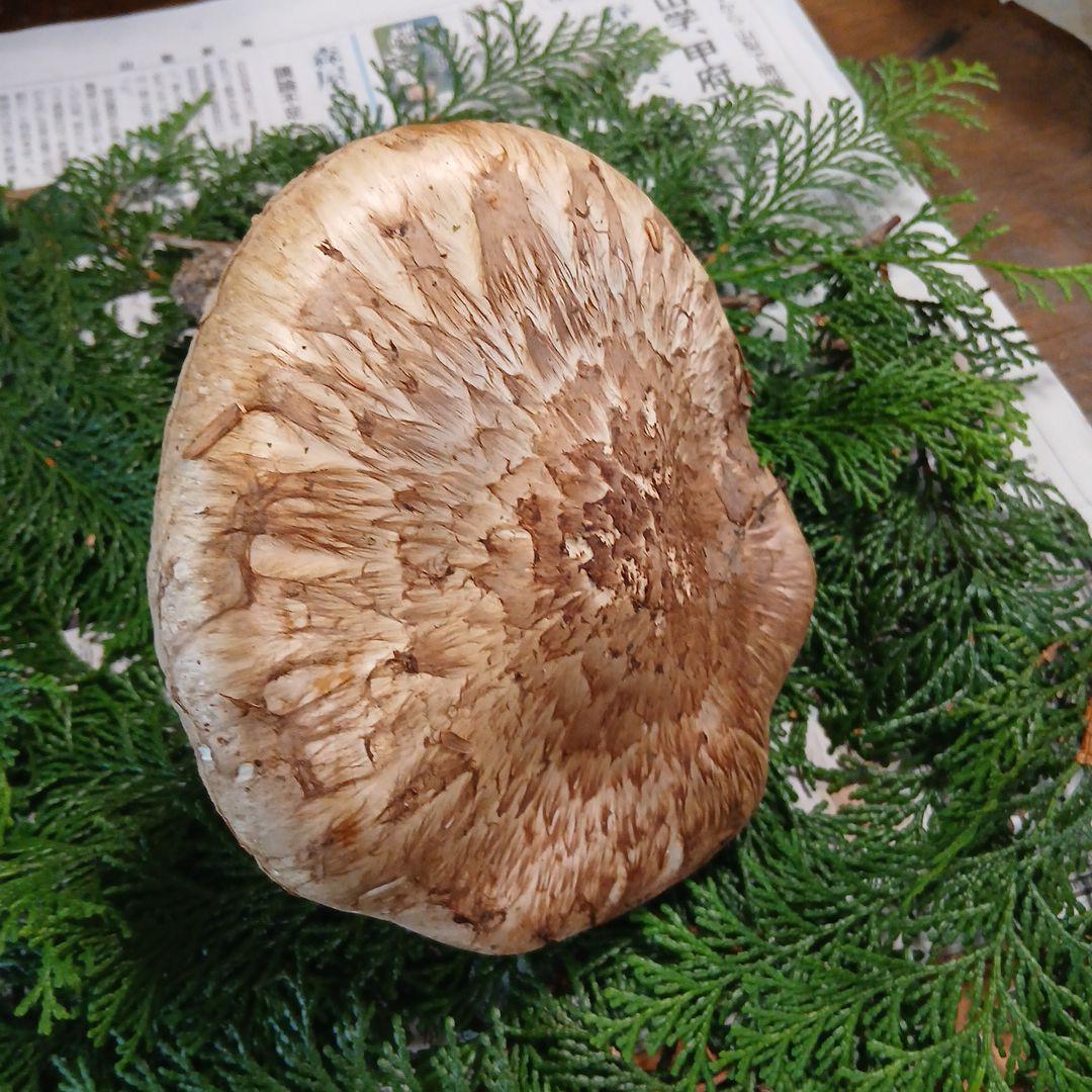 松茸、山梨