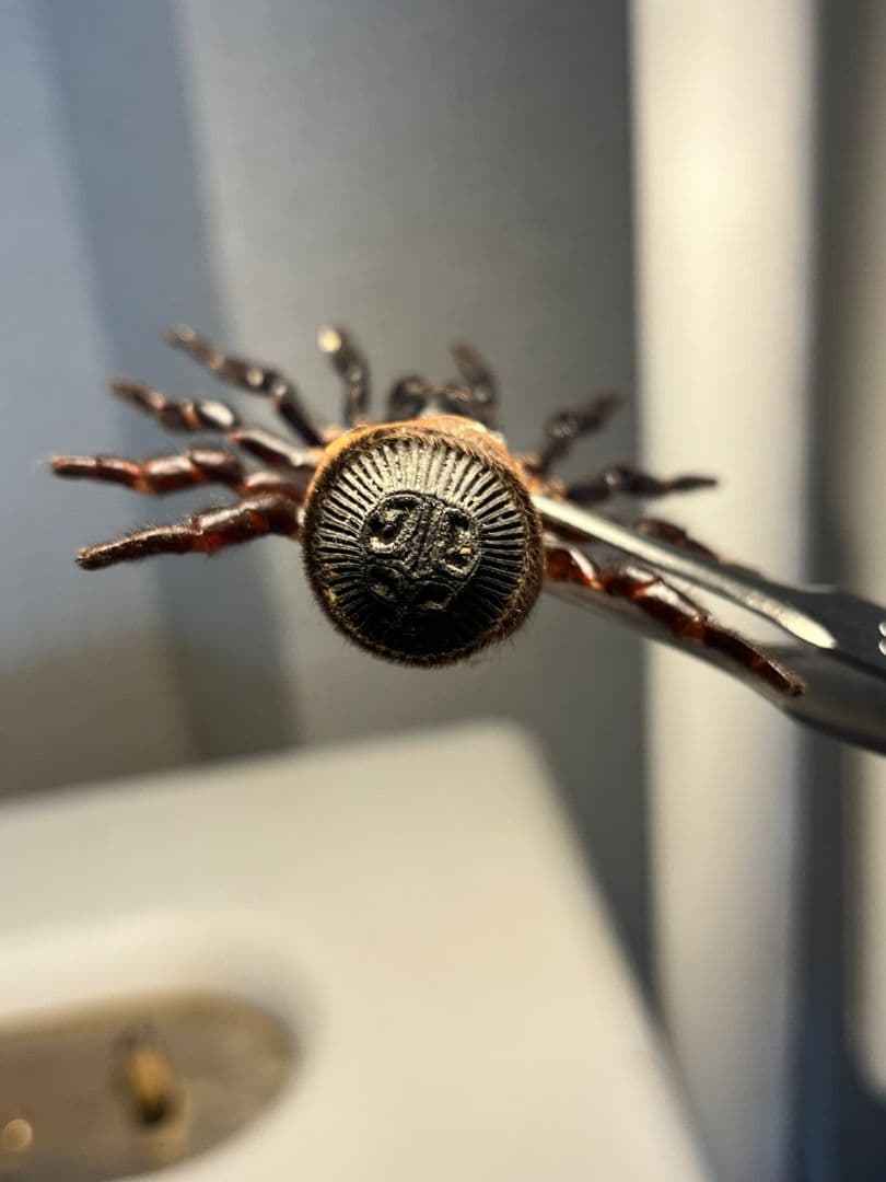 【尻割巨大】シリキレグモ トラップドアスパイダー タランチュラ 昆虫標本