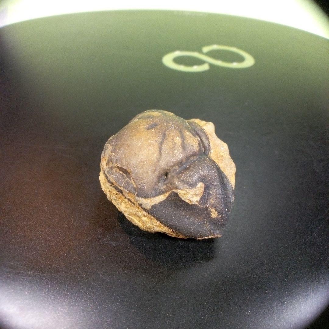 三葉虫　化石　fossil　ボリビア　trilobite　海生動物　三葉虫識別⑩