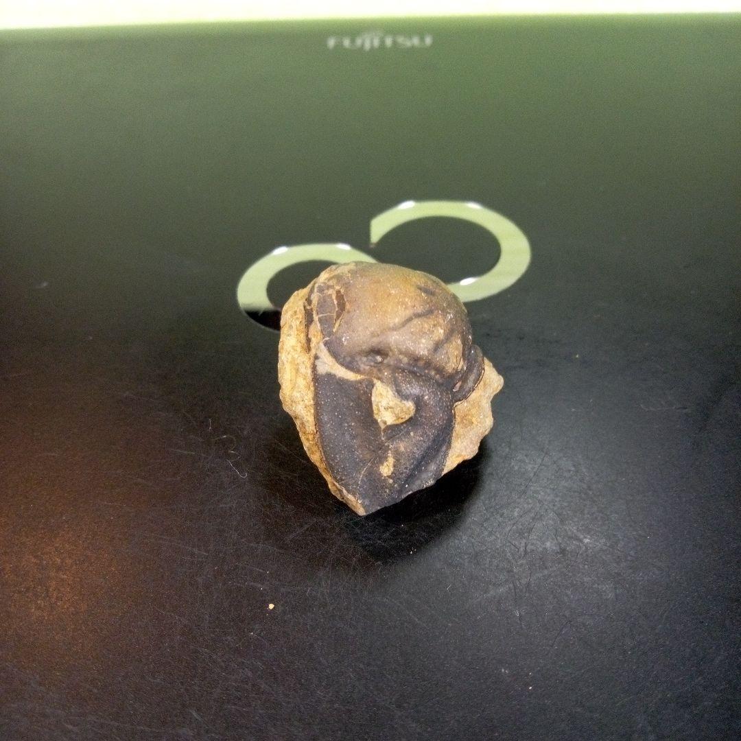 三葉虫　化石　fossil　ボリビア　trilobite　海生動物　三葉虫識別⑩