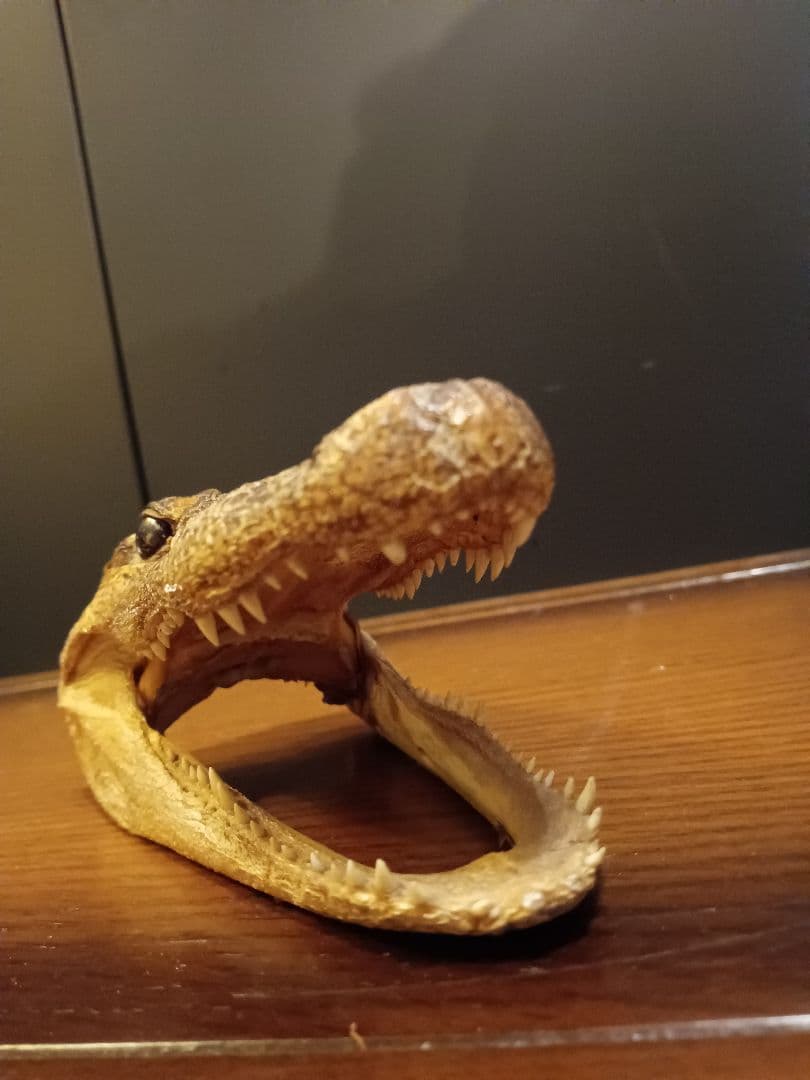 ワニ　カイマン　頭部　アリゲーター