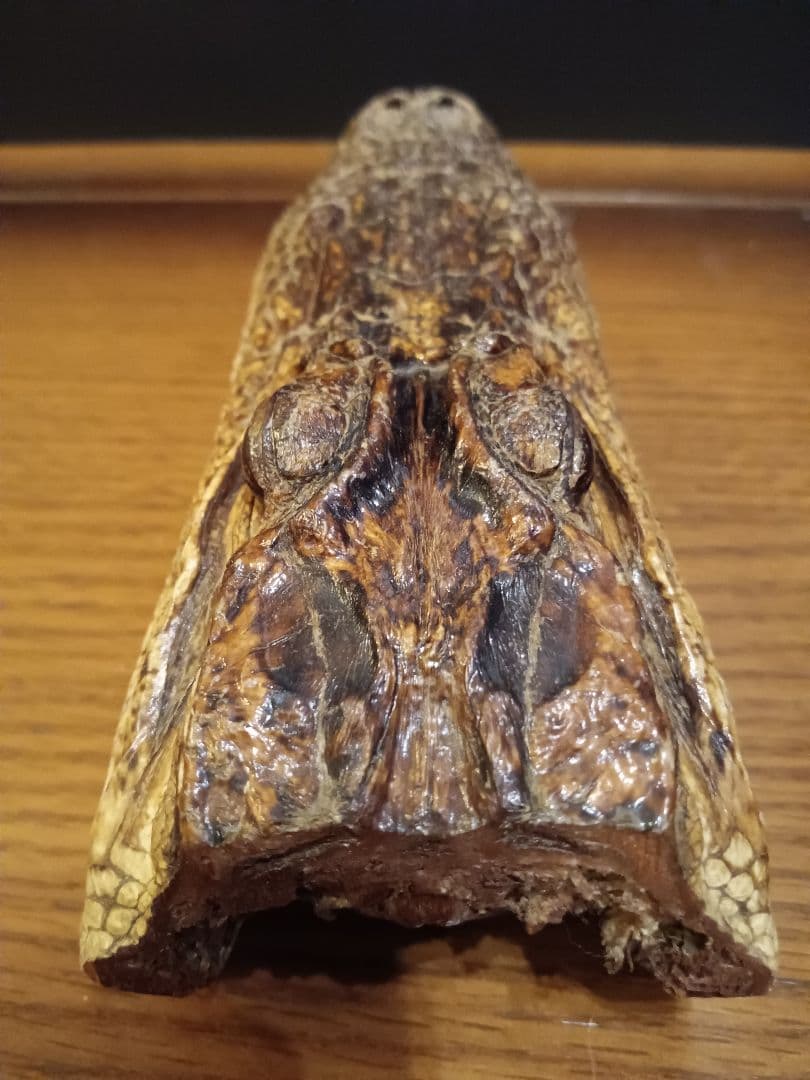 ワニ　カイマン　頭部　アリゲーター