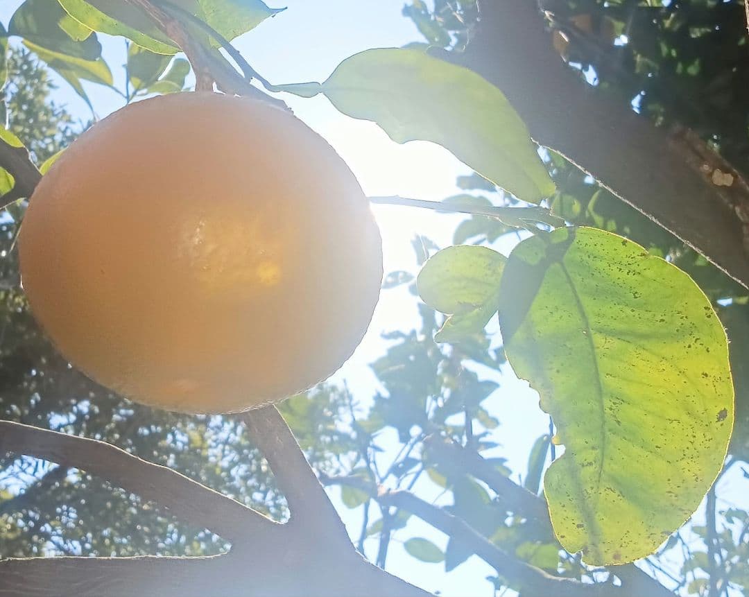 特大玉 15Kg 防腐剤無し✌️有田産八朔 プリプリ サクサク スーパーフルーツ