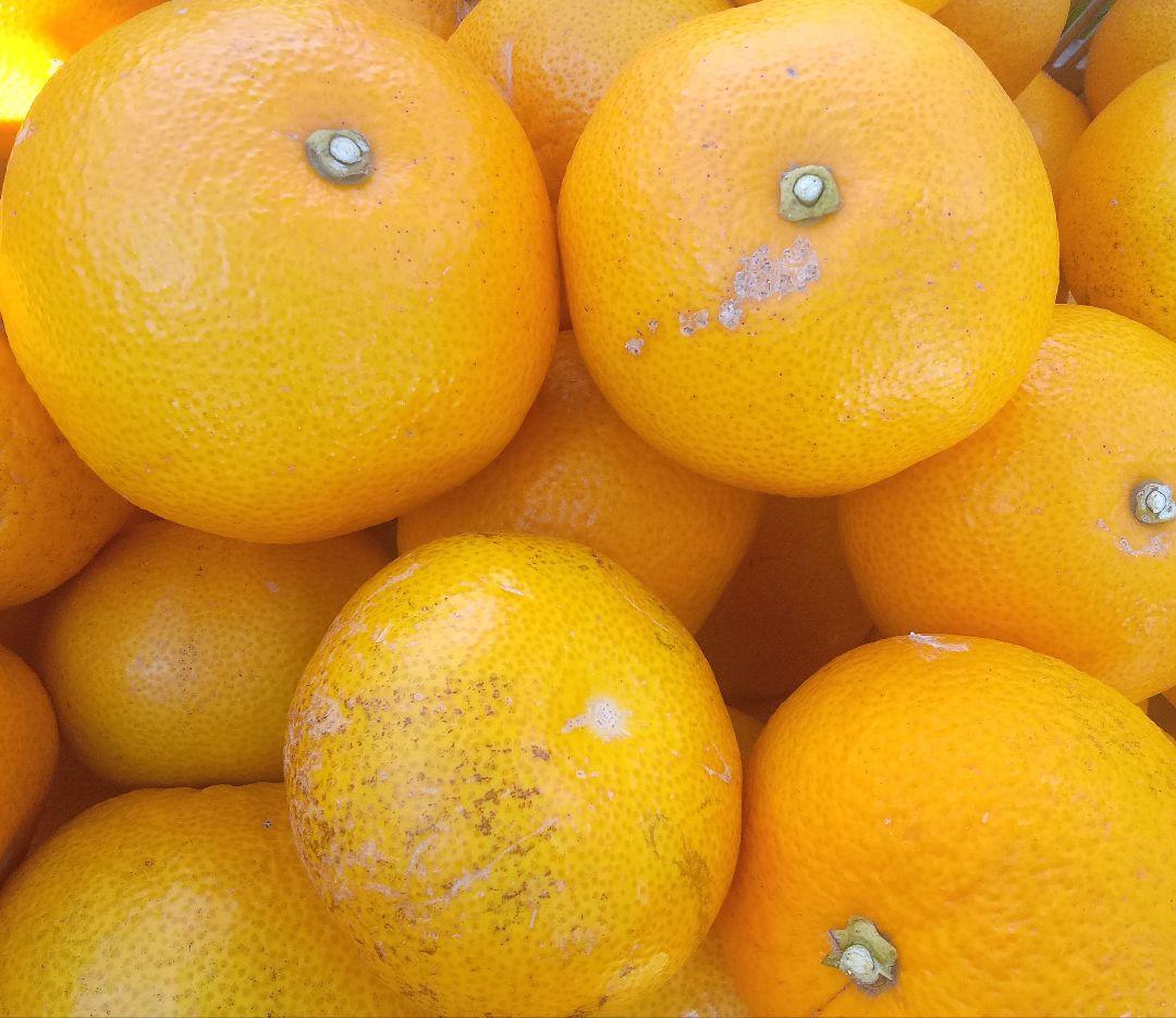 特大玉 15Kg 防腐剤無し✌️有田産八朔 プリプリ サクサク スーパーフルーツ