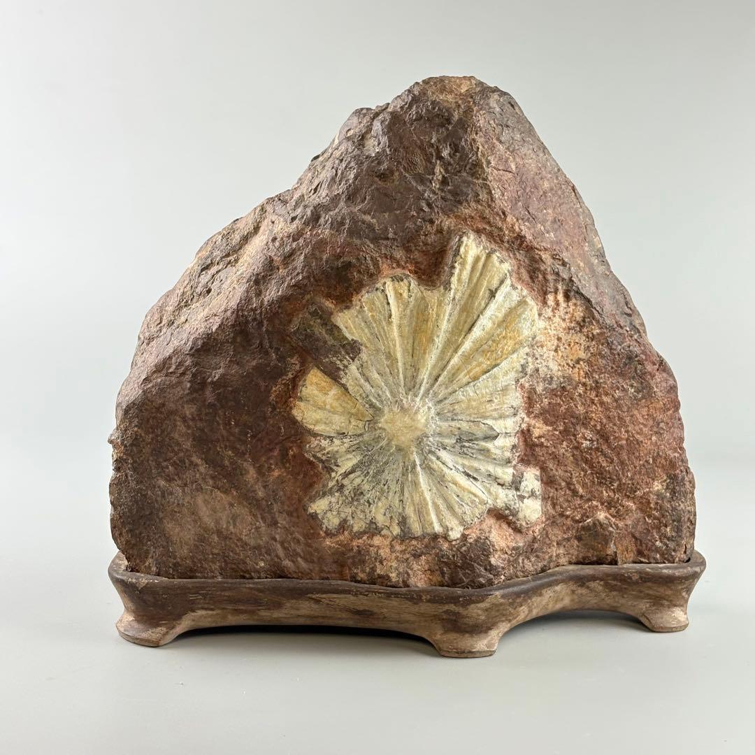 古美術 菊花石 飾石 天然石 約10.4kg 盆石 鑑賞石