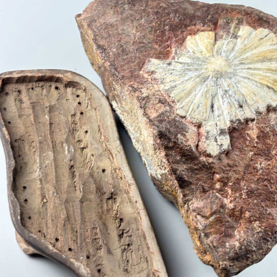 古美術 菊花石 飾石 天然石 約10.4kg 盆石 鑑賞石