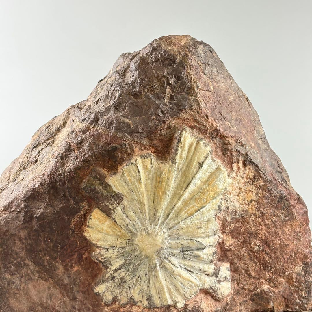 古美術 菊花石 飾石 天然石 約10.4kg 盆石 鑑賞石