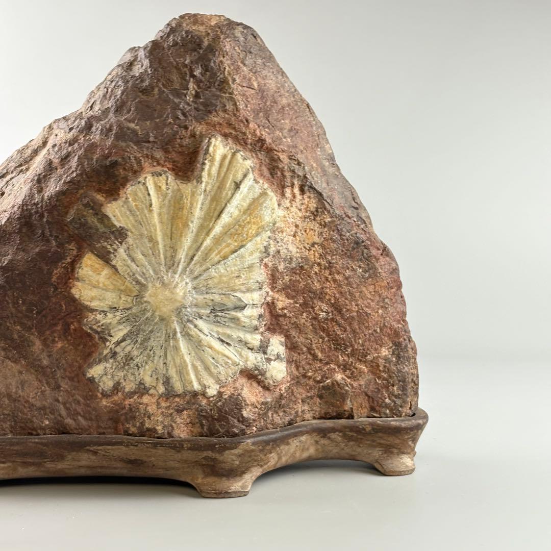 古美術 菊花石 飾石 天然石 約10.4kg 盆石 鑑賞石