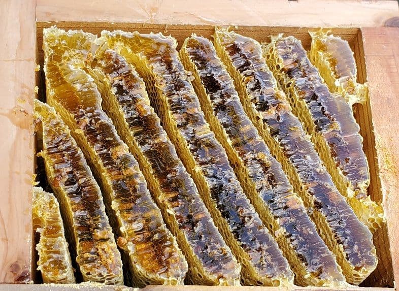 No.15　★日本蜜蜂のはちみつ★1200g(1瓶)