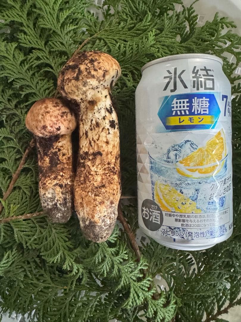国産松茸信州￼長野伊那産￼143㌘10月26日9時15分取れたて