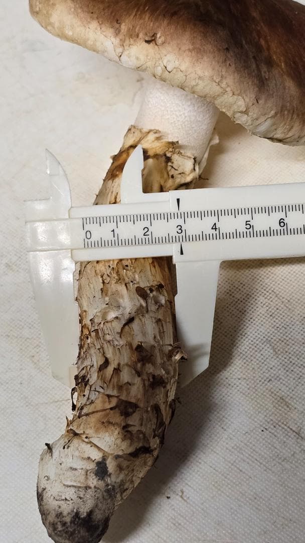 松茸 313g＋149g　10月14日獲れ 福島県産　会津