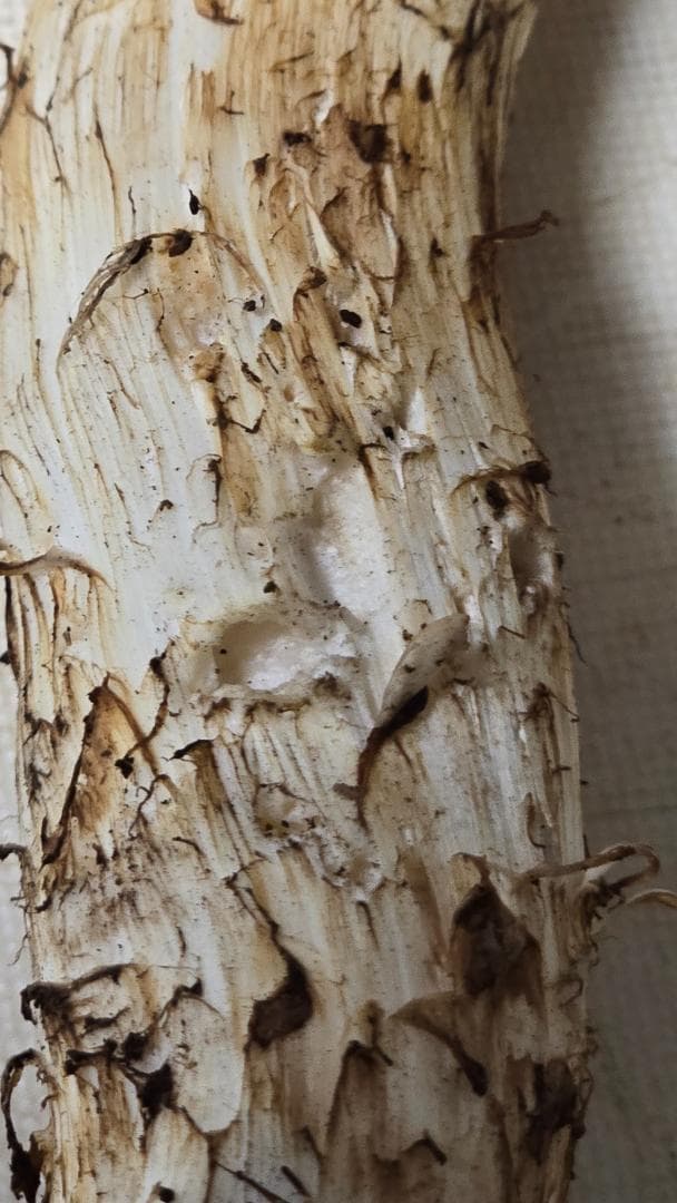 松茸 313g＋149g　10月14日獲れ 福島県産　会津