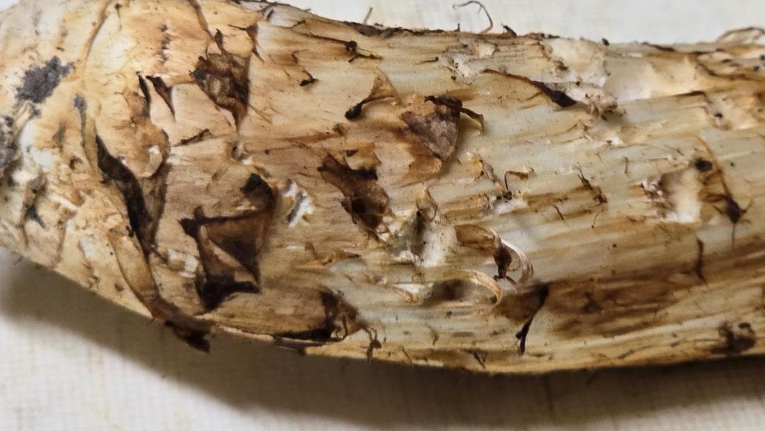 松茸 313g＋149g　10月14日獲れ 福島県産　会津