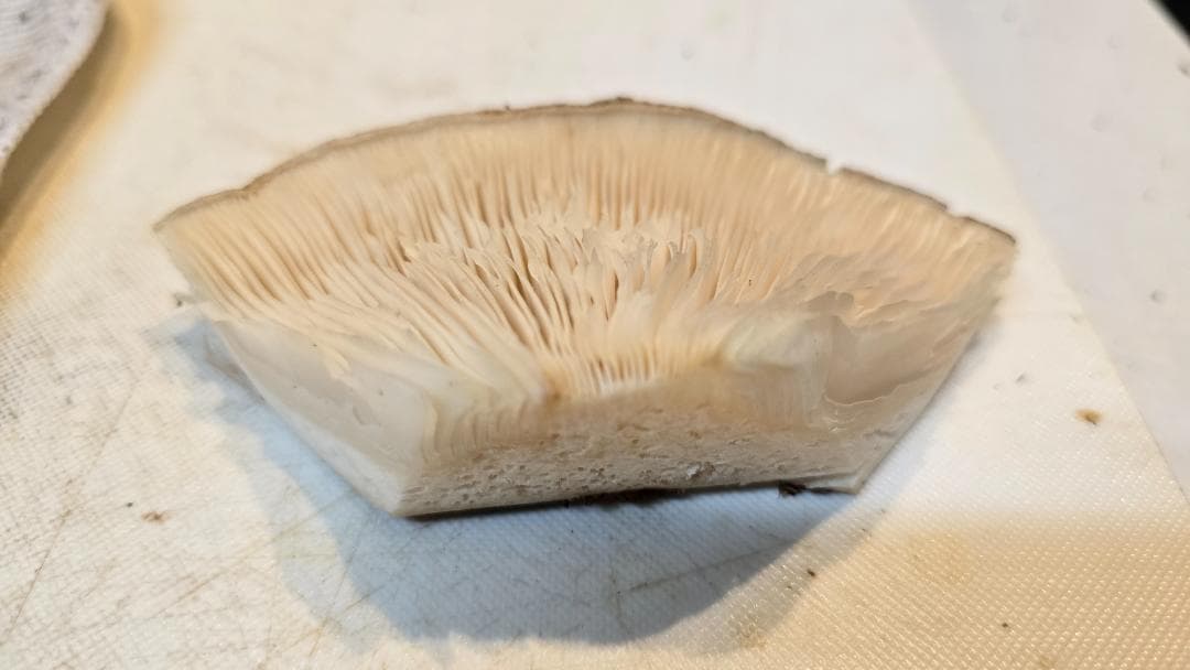 松茸 313g＋149g　10月14日獲れ 福島県産　会津