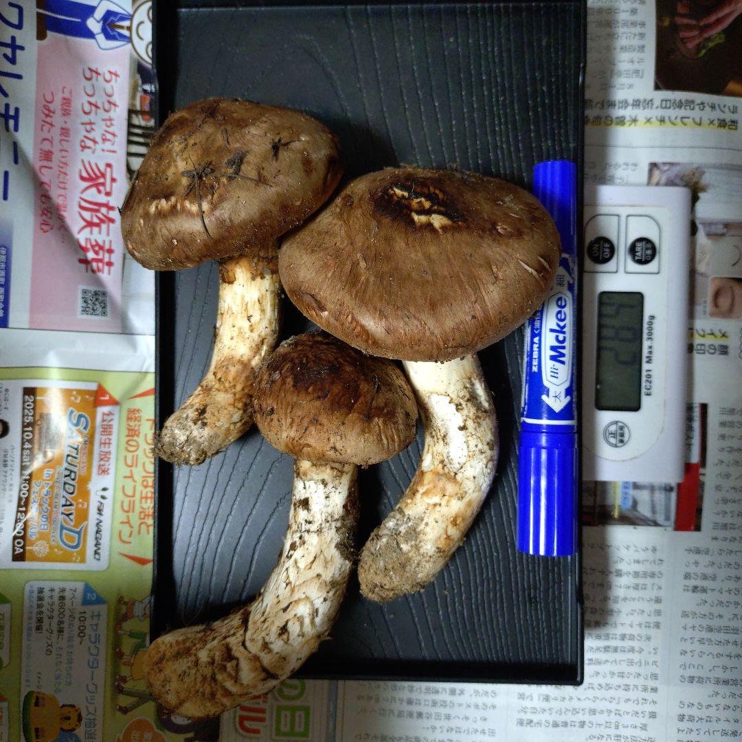 ヒロ15様　長野県産　南信州産　松茸　132g　一級品　①②　クール便