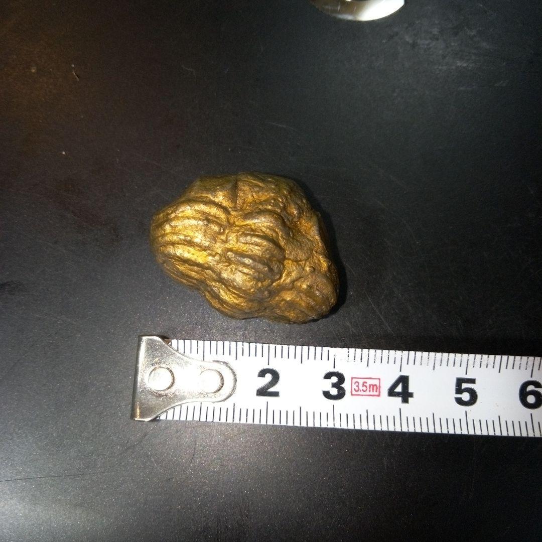 三葉虫　化石　fossil　ボリビア産　レア　Fossil管理⑤