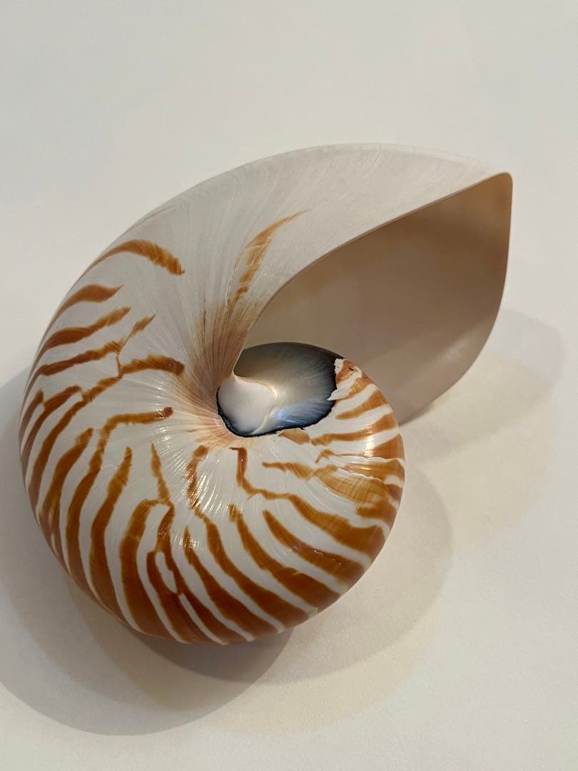 希少サイズ　完品　オウム貝の殻 大小2個セット　フタゴヤシ