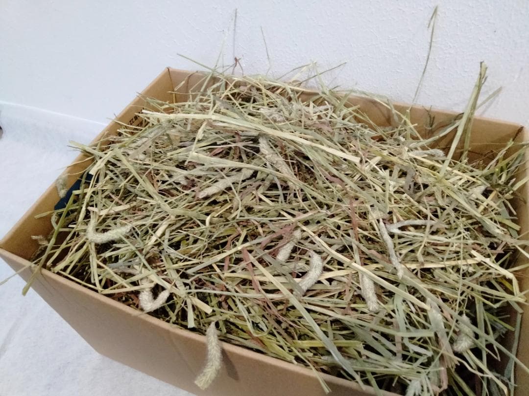 (2/23まで) カナダ産 チモシー 120kg スーパープレミアム １番刈