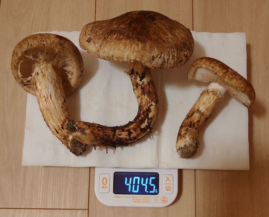 #岩手県岩手郡岩手町産天然松茸およそ350g