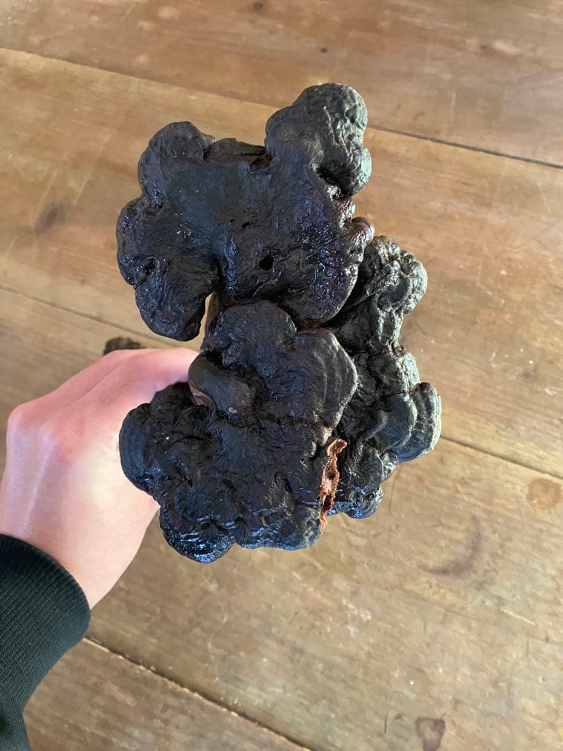 さるのこしかけ(珍品、天然物)