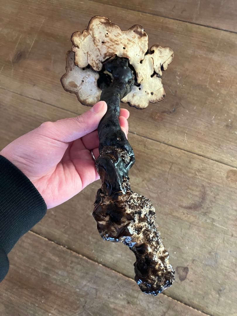 さるのこしかけ(珍品、天然物)