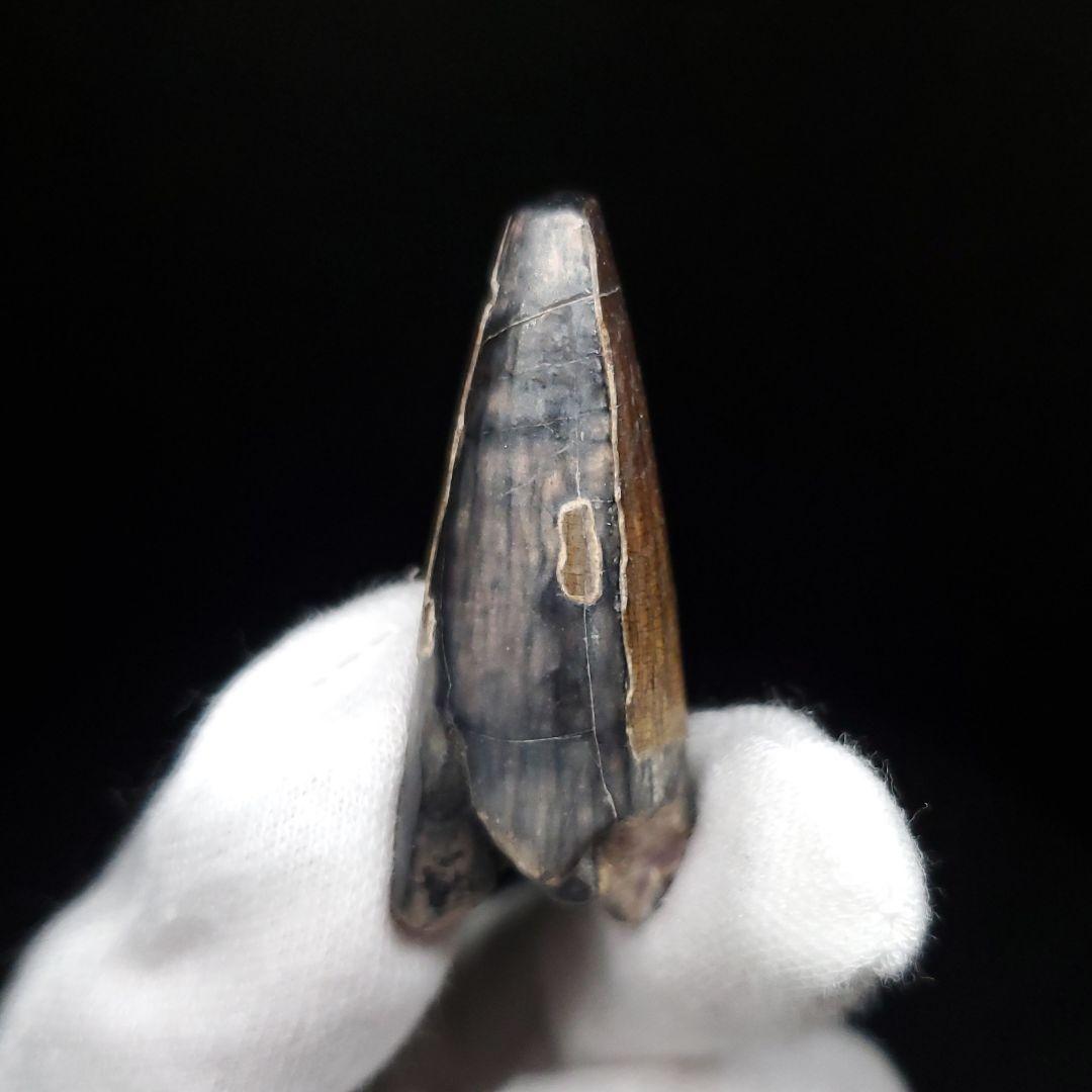 希少 スコミムス 化石 本物 二ジェール産 40.39mm  ケース付 sc13