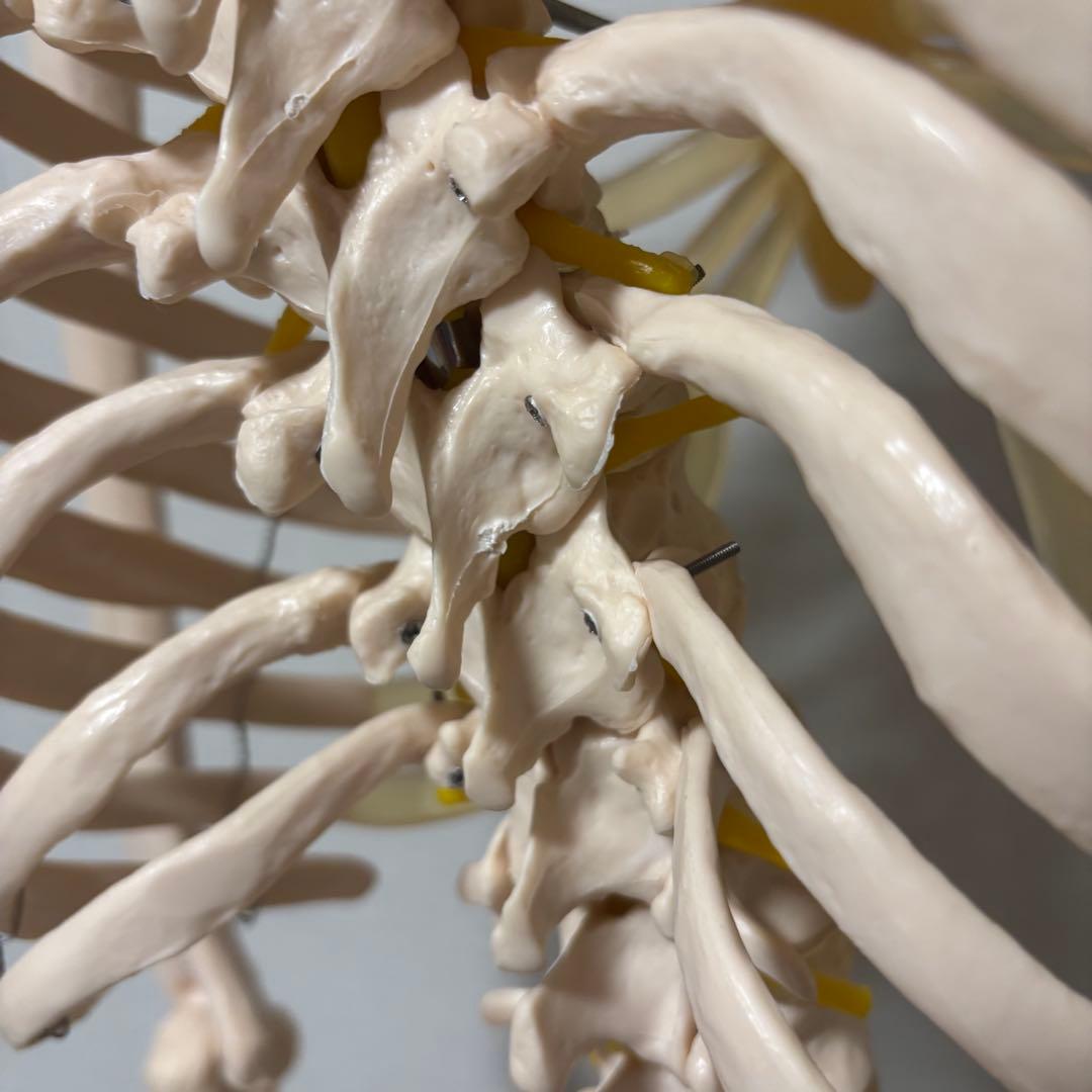 【chii_ricy】等身大 約170cm 骨模型 骨格標本 骨格模型