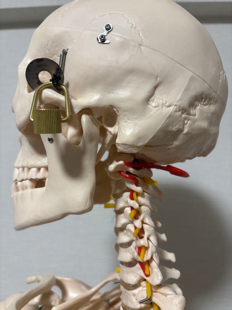 【chii_ricy】等身大 約170cm 骨模型 骨格標本 骨格模型