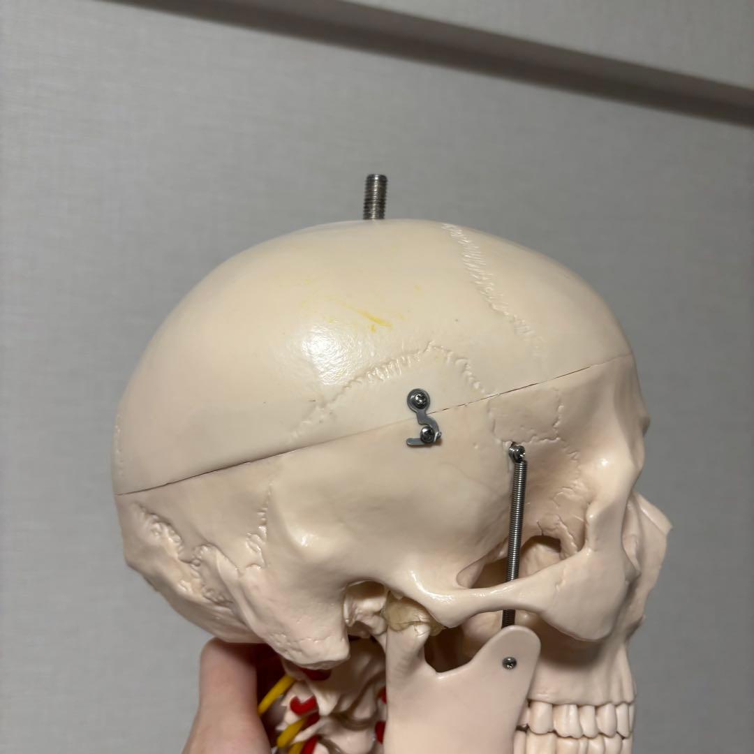 【chii_ricy】等身大 約170cm 骨模型 骨格標本 骨格模型