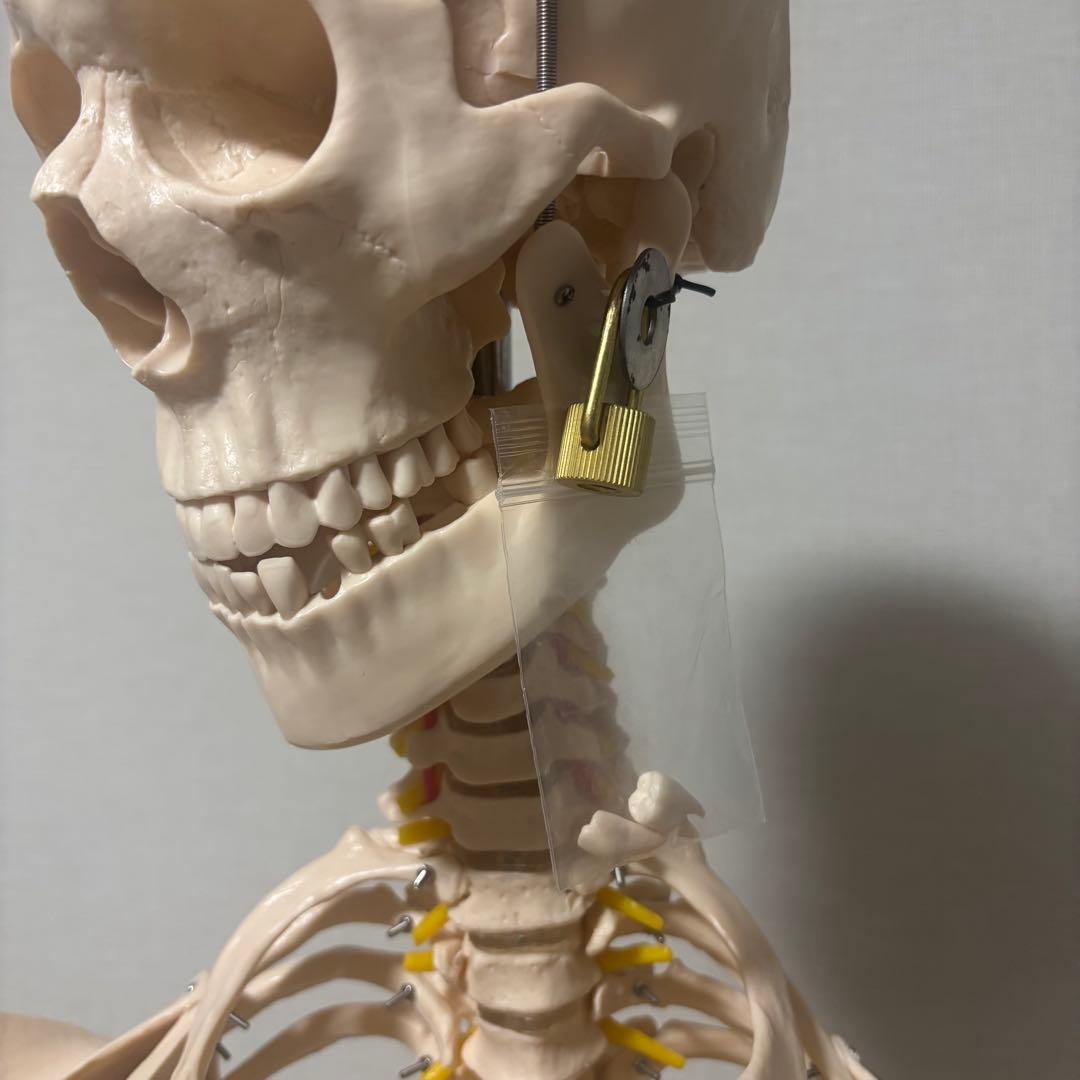 【chii_ricy】等身大 約170cm 骨模型 骨格標本 骨格模型