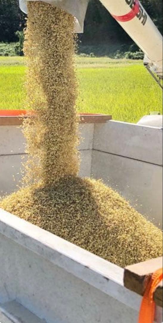 令和7年度産　山口県産（新米）10kg 恋の予感　白米/玄米　農家直送　送料無料