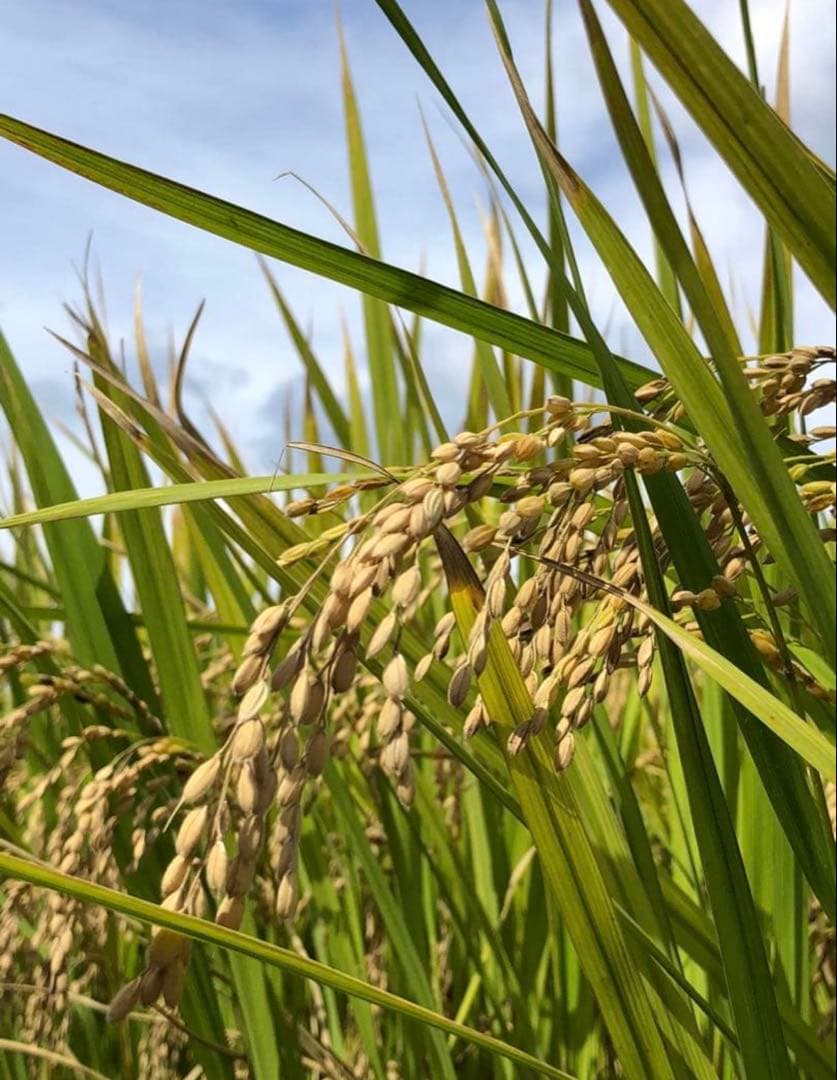 令和7年度産　山口県産（新米）10kg 恋の予感　白米/玄米　農家直送　送料無料