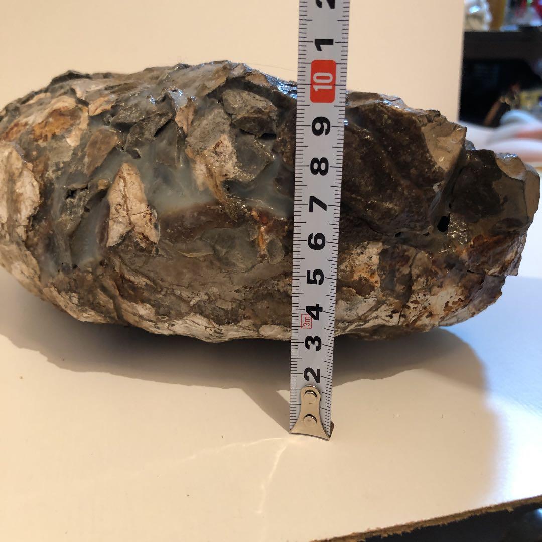 アンモナイト化石（超特大）