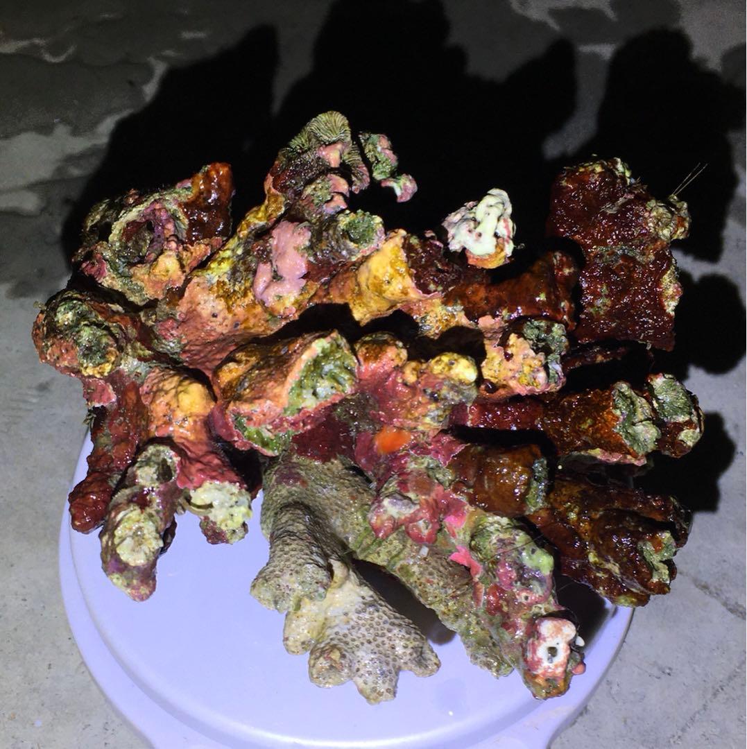 ライブロック　約3.4kg