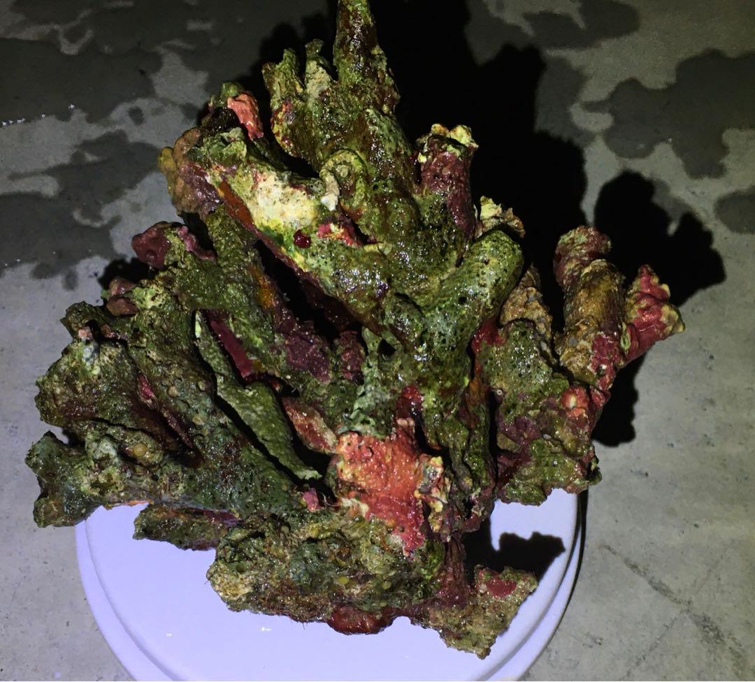 ライブロック　約3.4kg