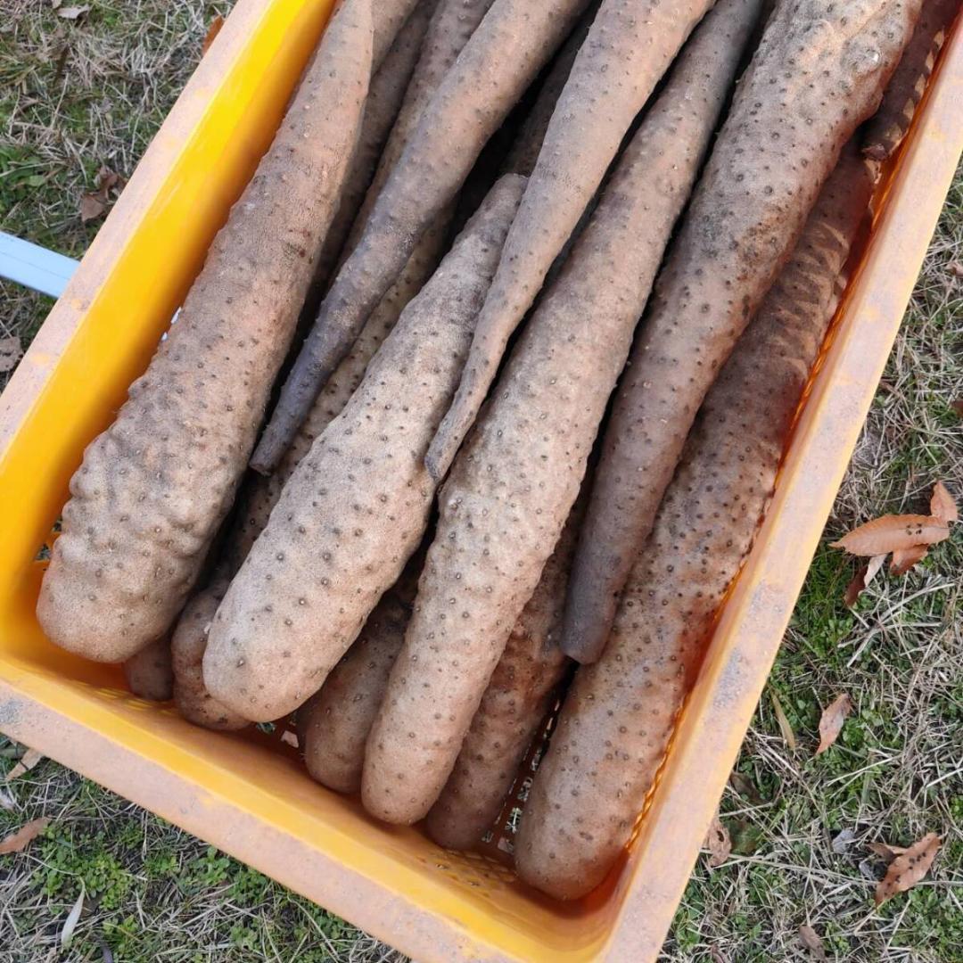 粘り抜群！ねばりっこ とりたて 10kg程度 長芋 とろろ ねばり 山芋 自然薯