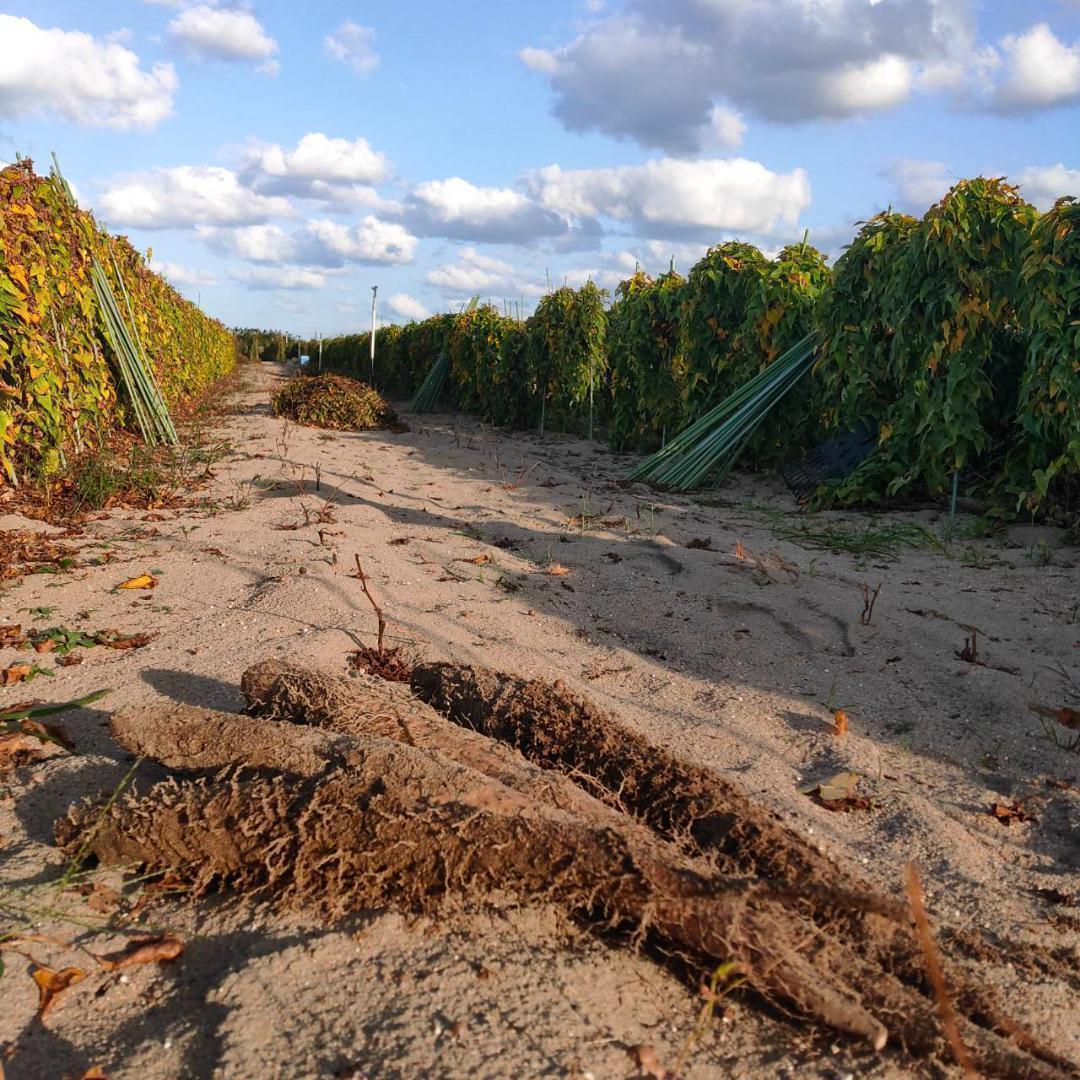 粘り抜群！ねばりっこ とりたて 10kg程度 長芋 とろろ ねばり 山芋 自然薯