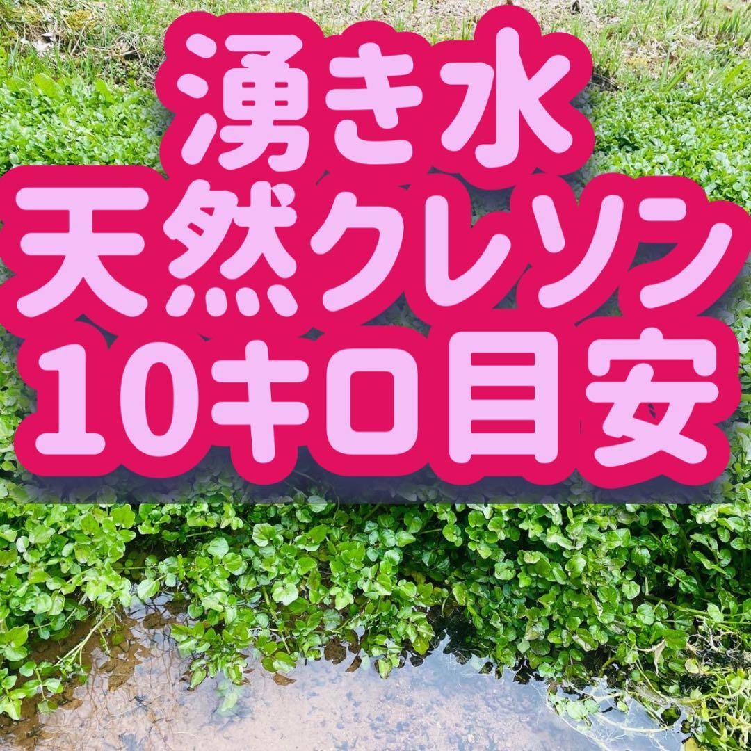 天然湧き水クレソン　10キロ目安　みかん箱2箱分パンパン詰めます　常温発送⚠️