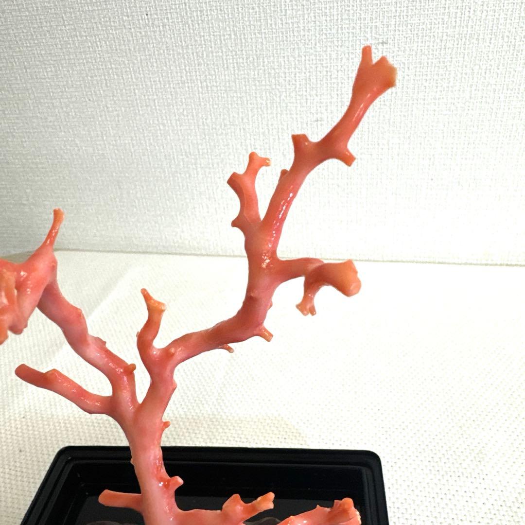 赤珊瑚 サンゴ 珊瑚 置物