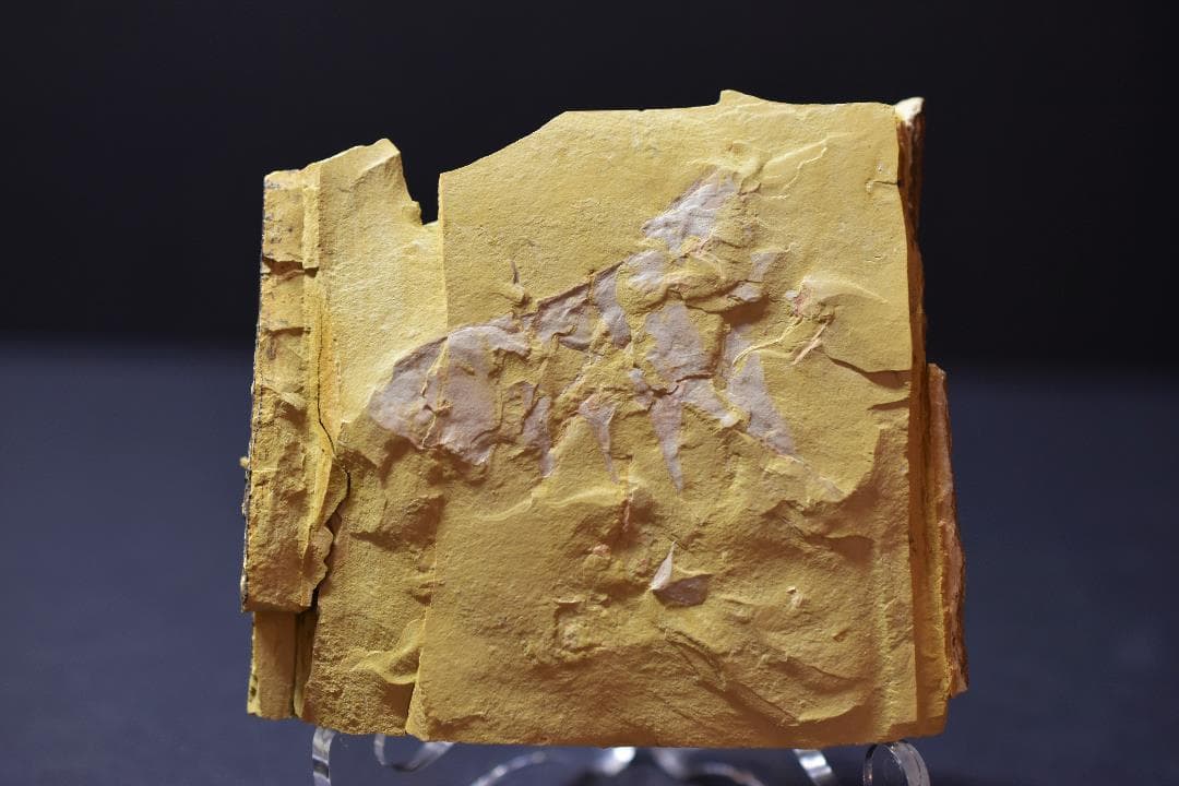 化石 澄江産 アノマロカリスの腕 博物館級 実物 値段交渉可能