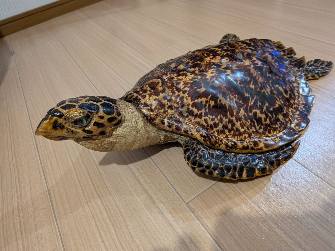 タイマイ　ウミガメ剥製　国際希少野生動植物種登録票有