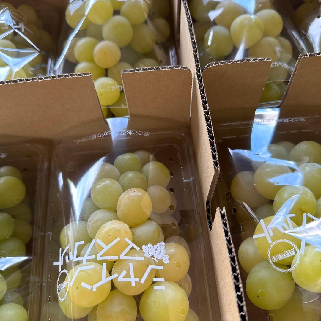 まさパパ様2箱長野県産シャインマスカット家庭用