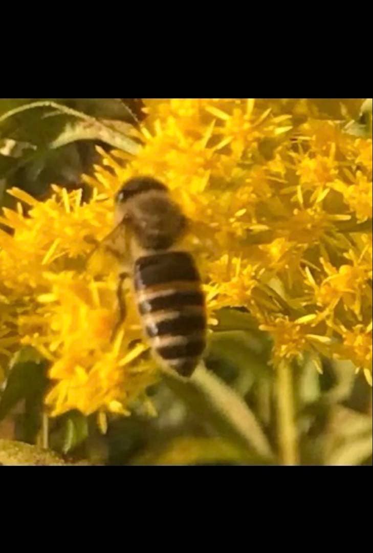 日本蜜蜂蜂蜜　純粋生ハチミツ　非加熱無加工無調整　百花蜜