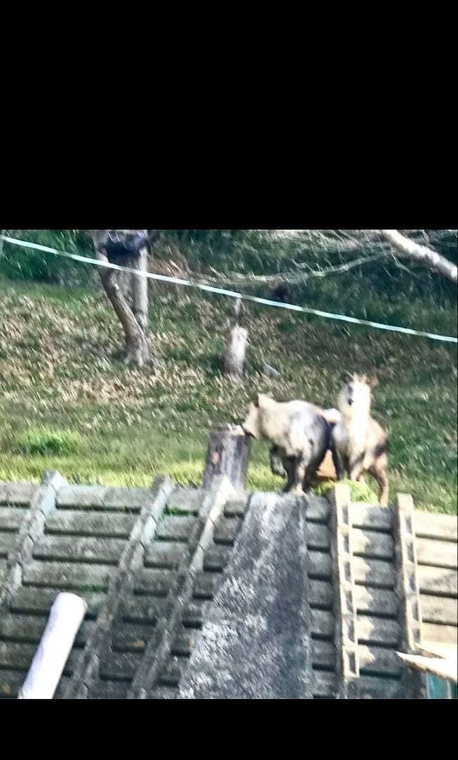 日本蜜蜂蜂蜜　純粋生ハチミツ　非加熱無加工無調整　百花蜜