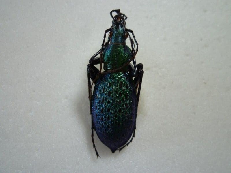 【外国産オサムシ標本】アオカブリモドキ/韓国.智異山産/41mm