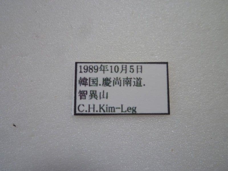【外国産オサムシ標本】アオカブリモドキ/韓国.智異山産/41mm
